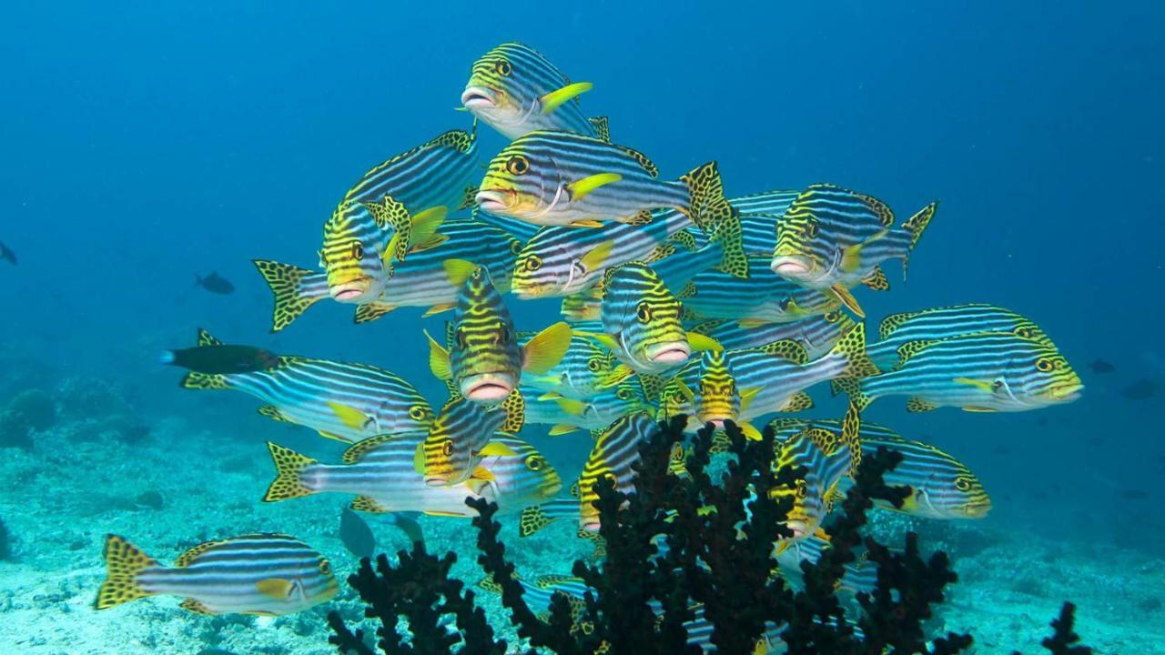 Araam Stay Hulhumale Bagian luar foto